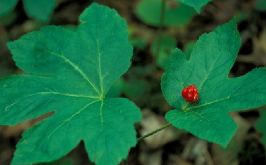 Chlamydia Treatment Home Remedies-Goldenseal