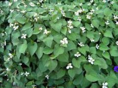 Can Patients with Colpitis Mycotica for Many Years Take Herba Houttuynia?