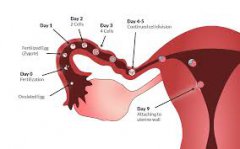 Is Tubal Obstruction Related to Ovulation?