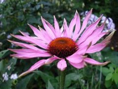 Can Echinacea Cure Chlamydia?