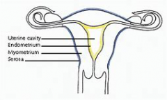 How is Adenomyosis Differentiated From Endometriosis?