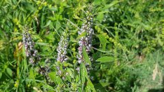 Efficacy of Motherwort in the Treatment of Gynecological Diseases