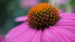 What Role Does Echinacea Play in on Treating Gynecological Diseases?