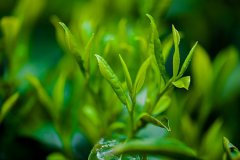 Can Green Tea Treat Blocked Fallopian Tubes?