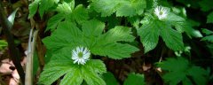 Can Goldenseal Deal with Blocked Fallopian Tubes?