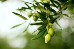 Is Olive Oil Good for Blocked Fallopian Tubes?