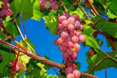 Can Berries Help Blocked Fallopian Tubes?